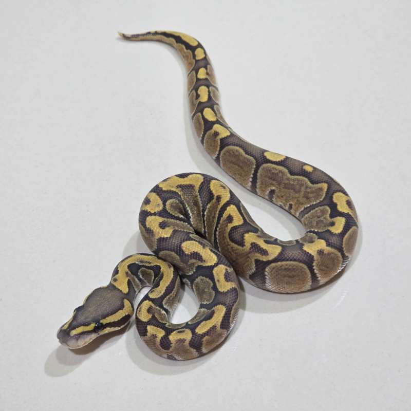 Cypress Enchi GHI Hypo