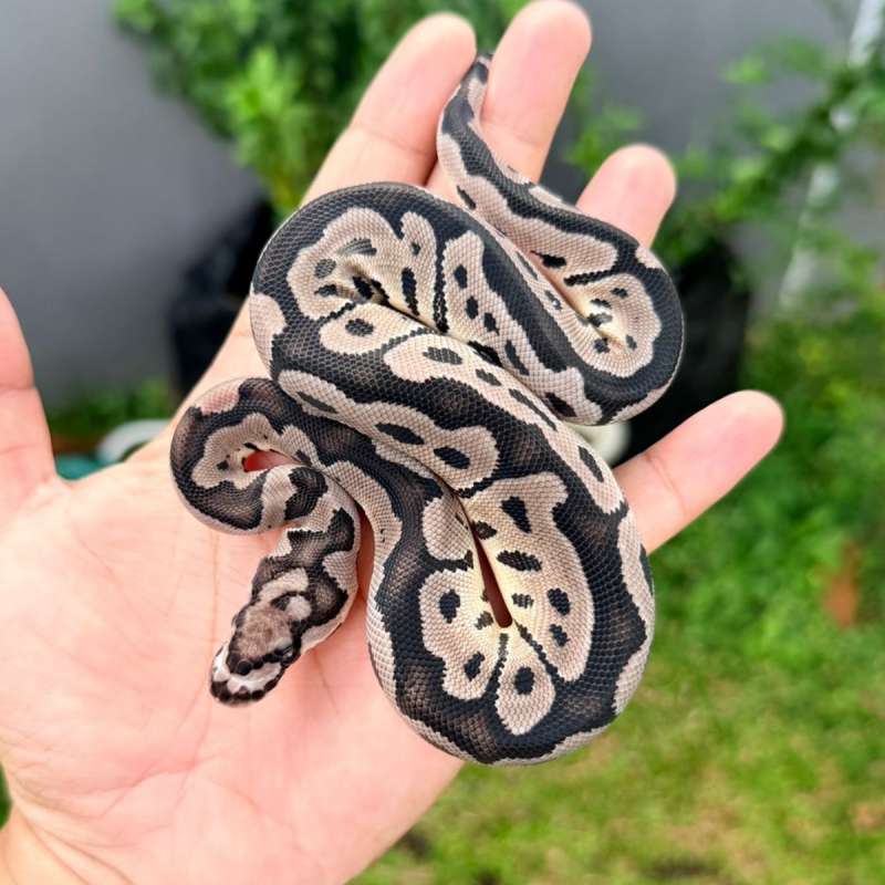 F VPI Axanthic Clown