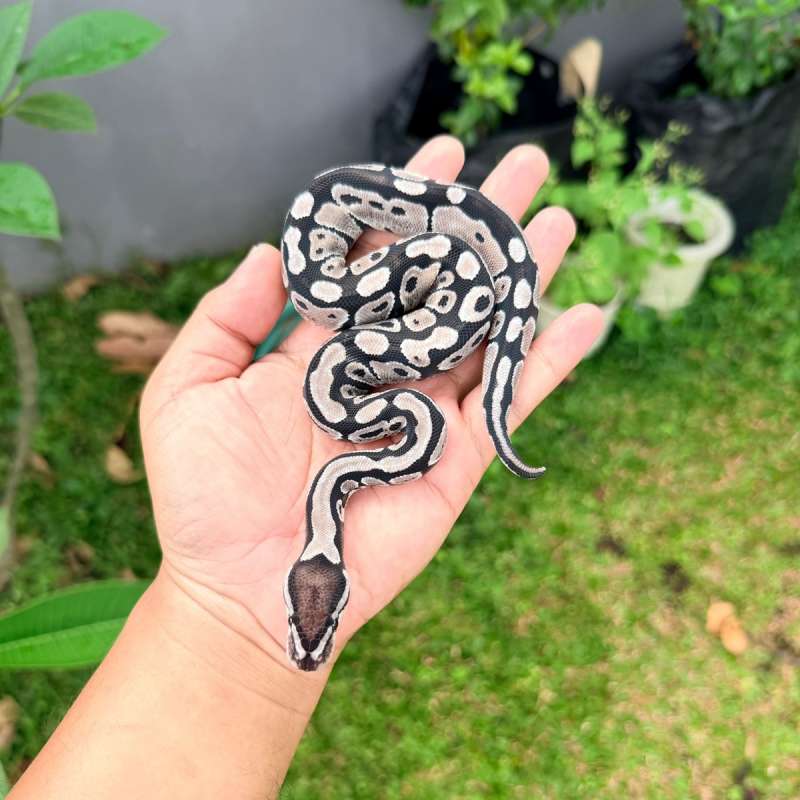 F VPI Axanthic posshet Clown