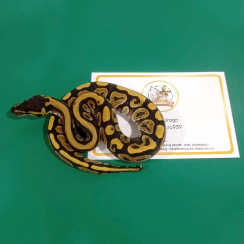 Phantom Ball Python [250401F]