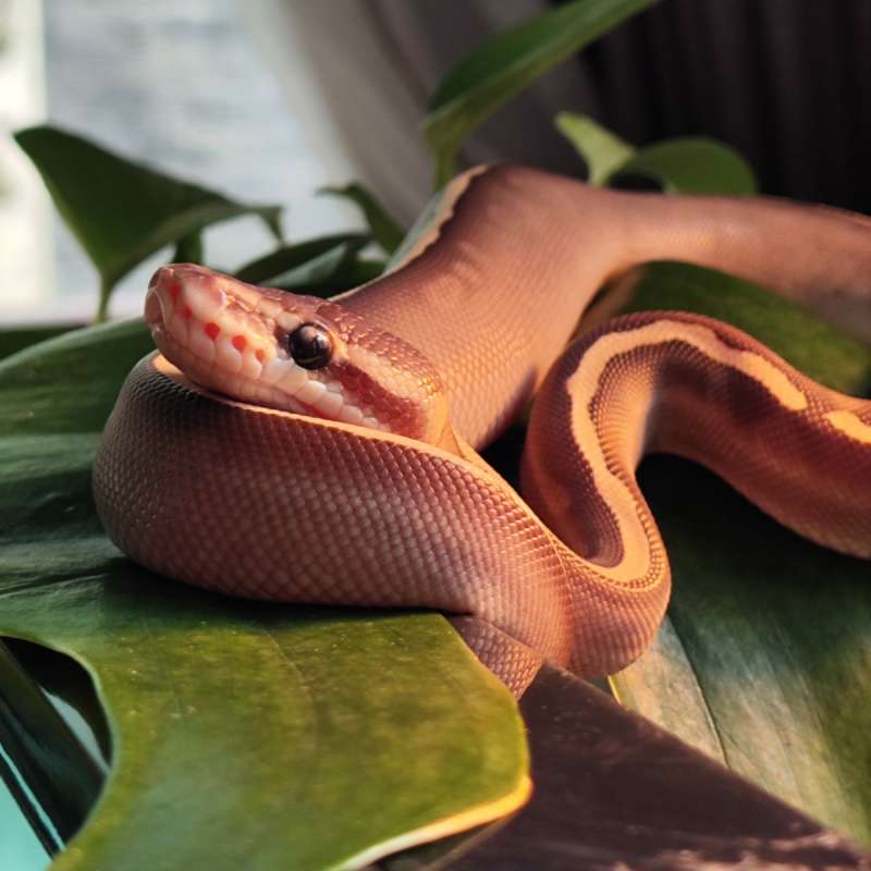 Ghi Lesser Cinnamon het Clown