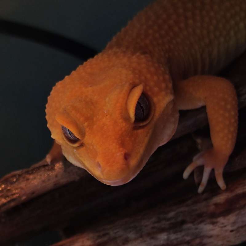 Gecko Sunglow