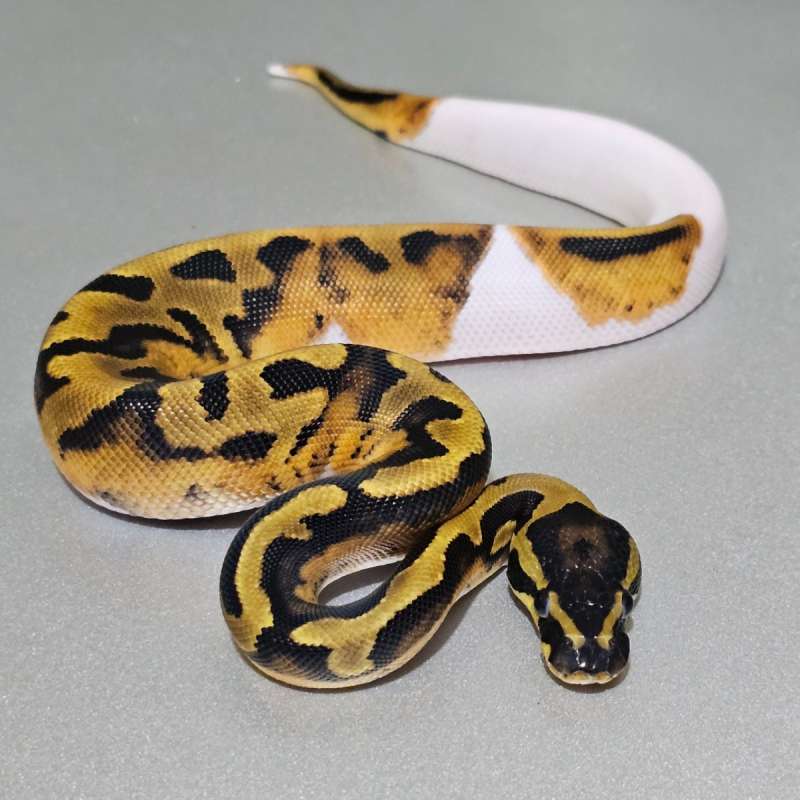 Enchi Pied het Albino