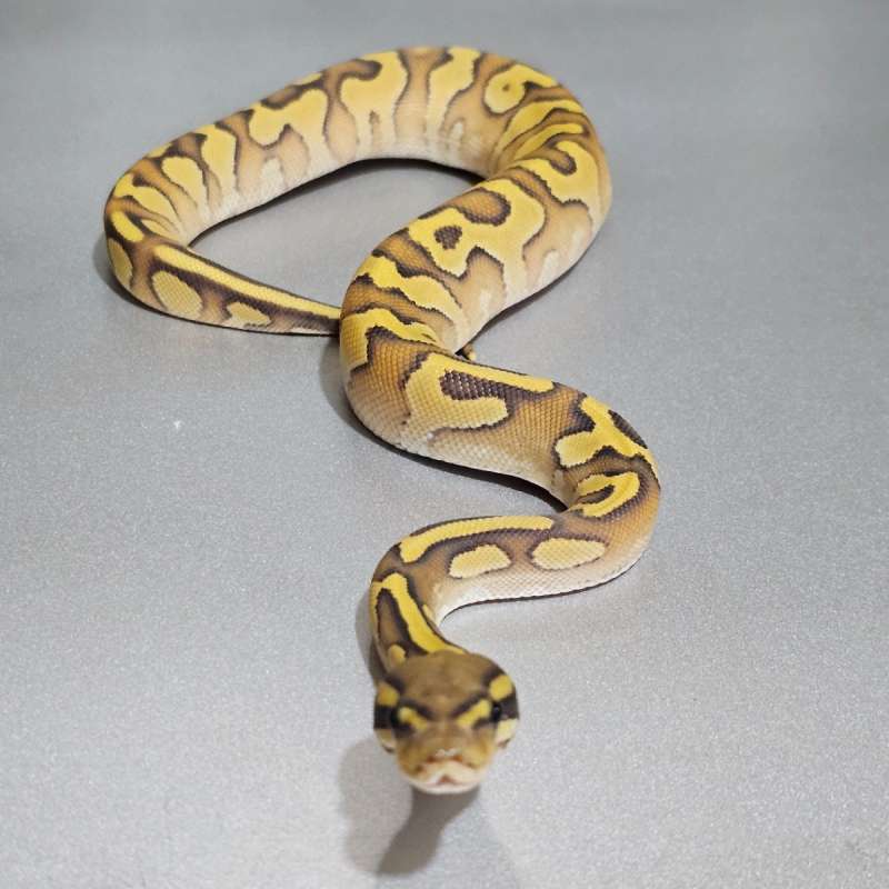 Enchi Pastave Yb Hypo +