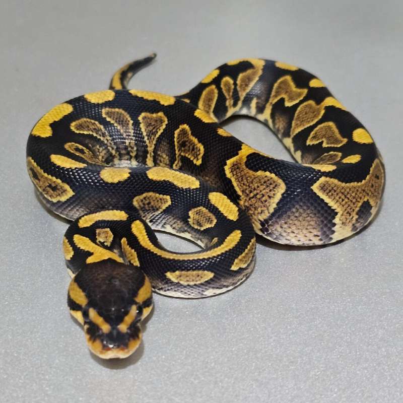 Enchi Wookie Yb het Clown