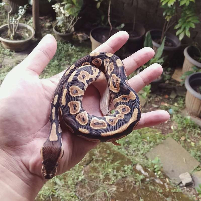 Black Pastel Orange Dream PH DG