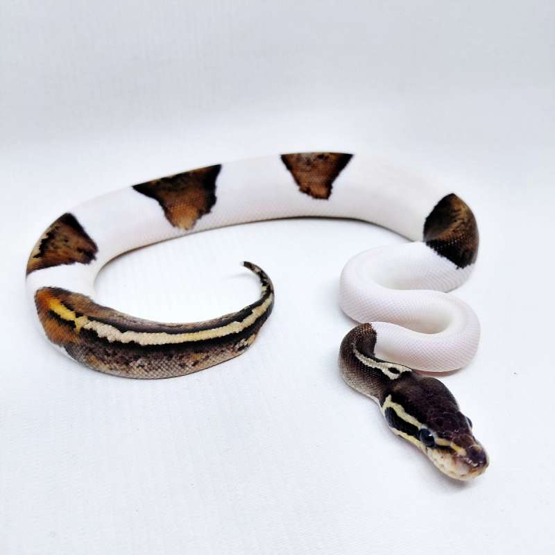 Black Pewter Pied Ballpython
