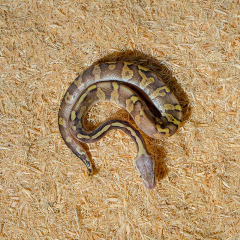 PASTEL MOJAVE GHI LEOPARD HET CRYPTON PH DG