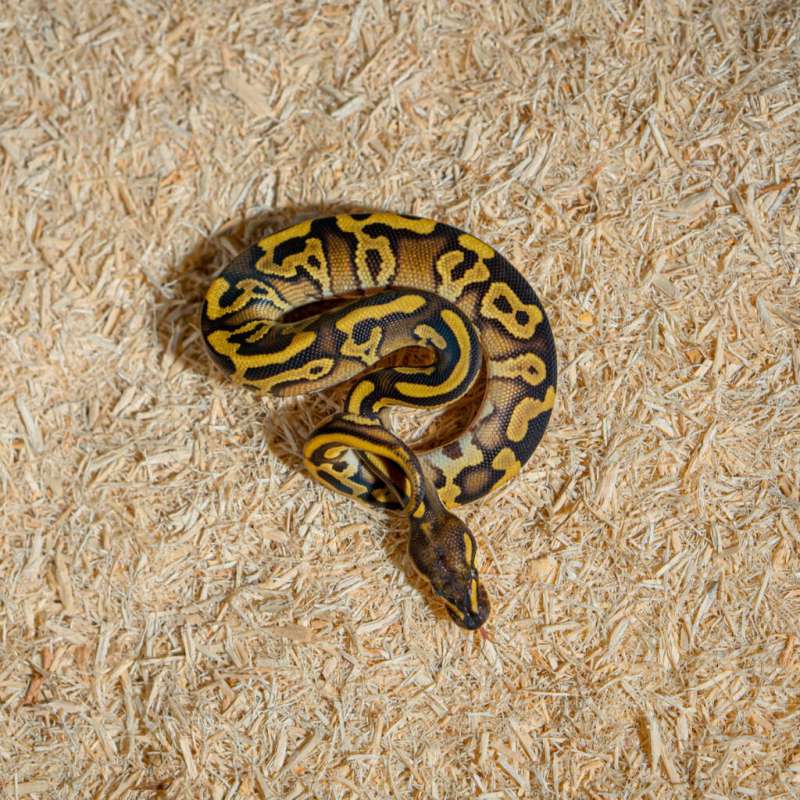 LEOPARD MOJAVE HET CRYPTON PH DG
