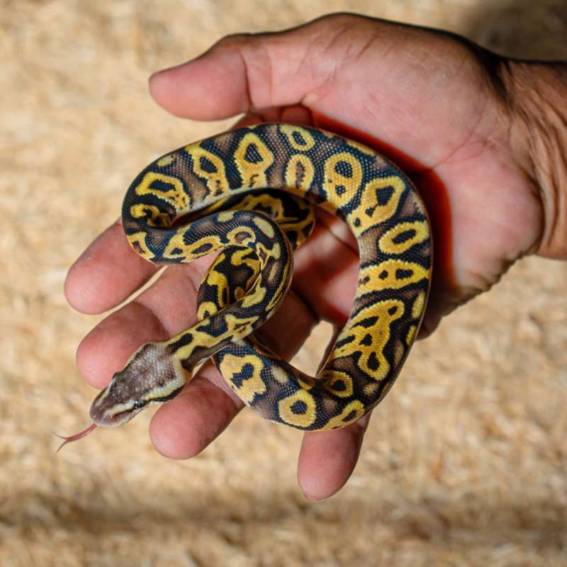 PASTEL LEOPARD HET CRYPTON PH DG