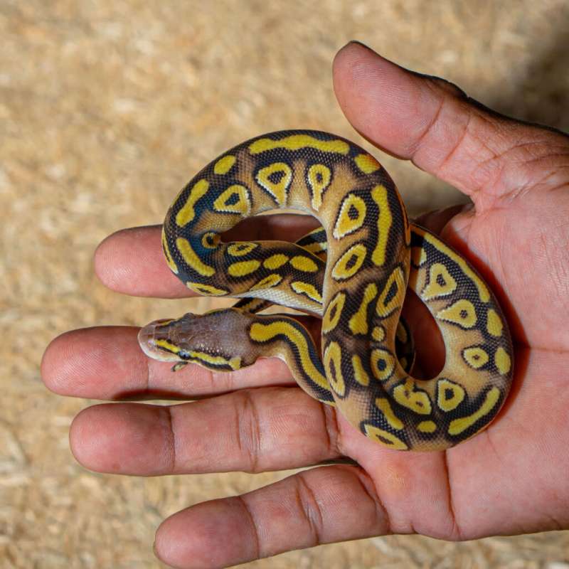 PASTEL MOJAVE HET CRYPTON PH DG