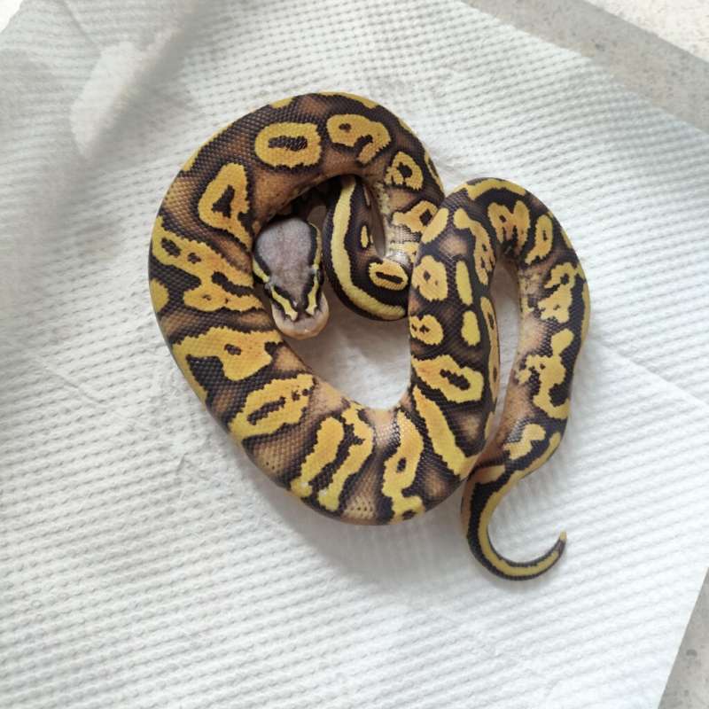 Hypo pastel yellowbelly 50hetpied