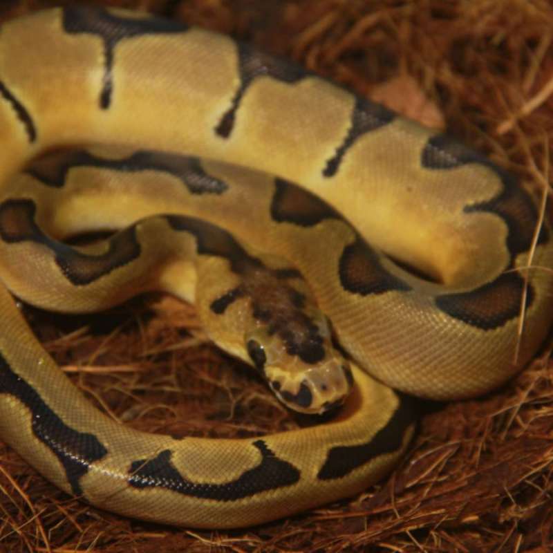 F Enchi Clown