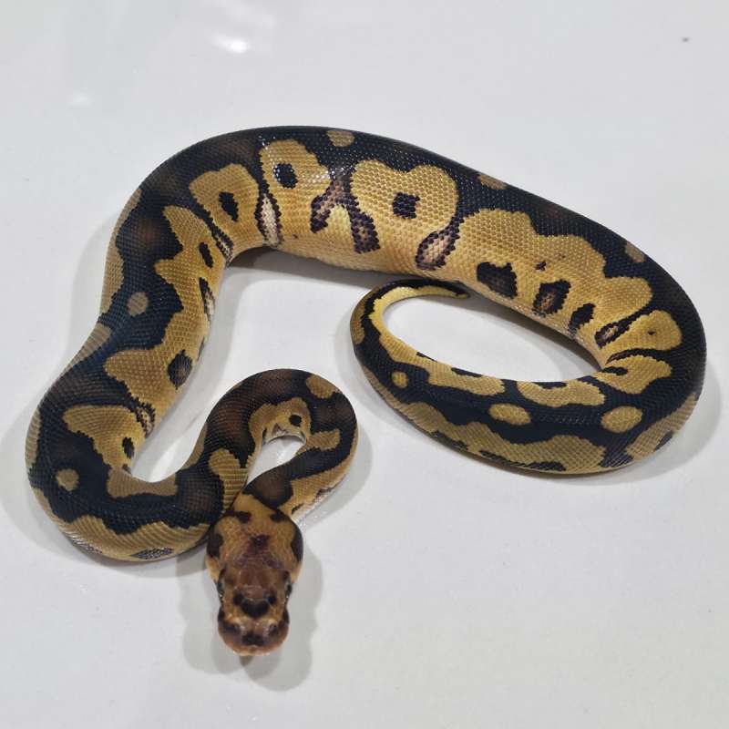Female Clown 66% Het Hypo