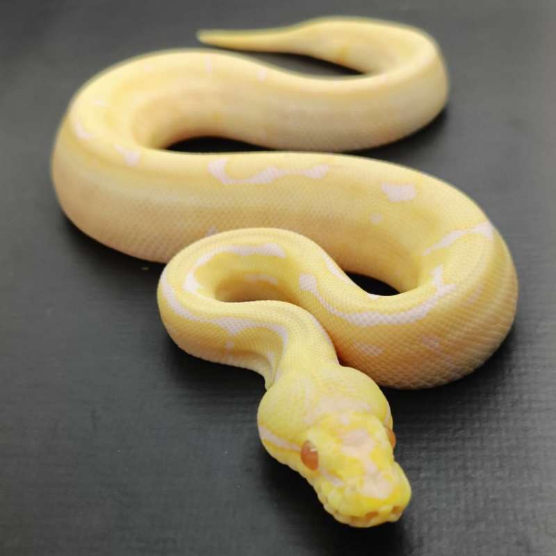 ⭐Spider Albino Het Pied⭐
