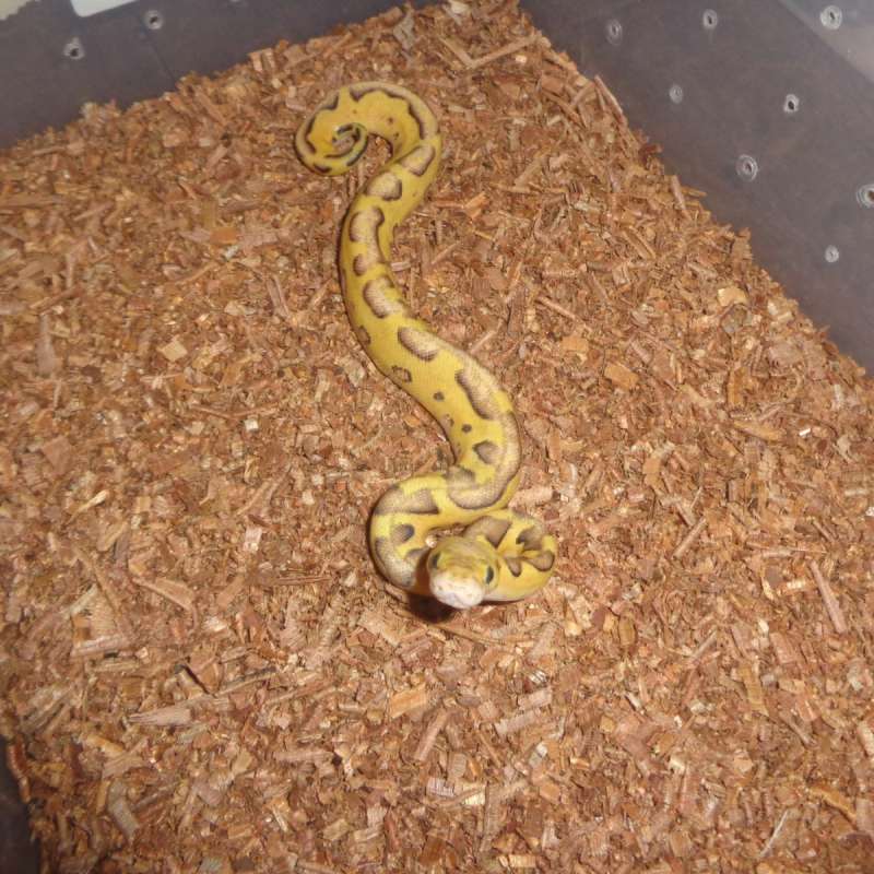 Pastel Enchi clown ph lavender