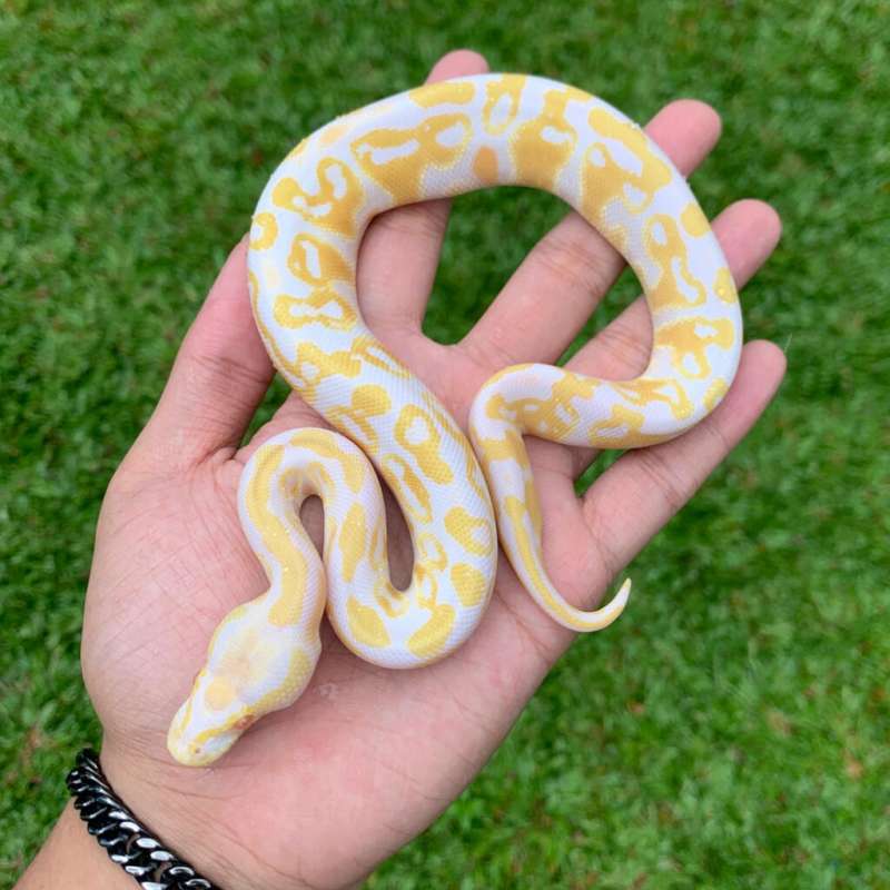 Blackpastel Albino.