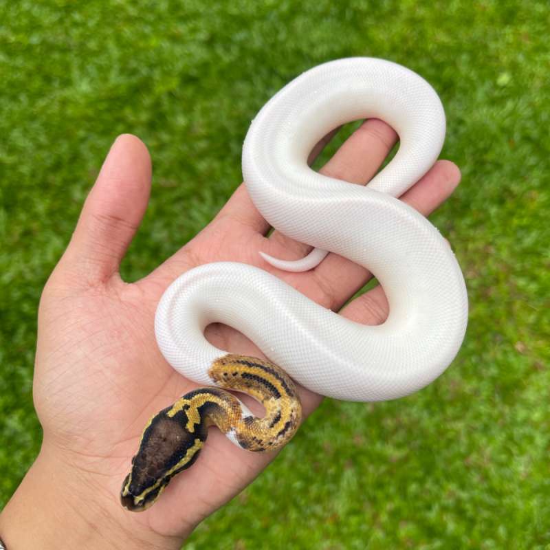 Pastel pied hi white.