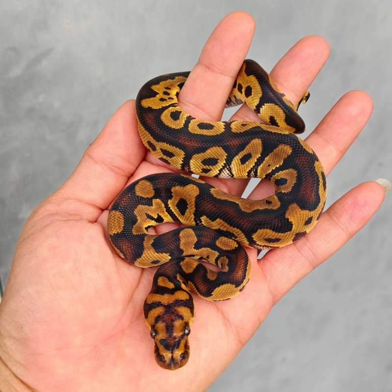 F Clown poss Red stripe