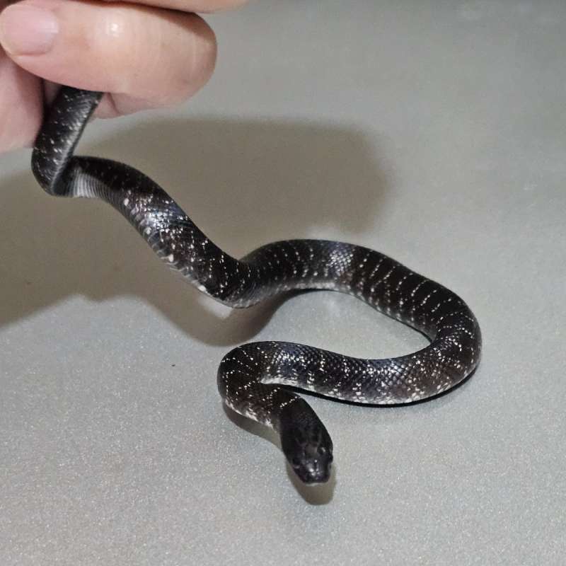Mexican Black Kingsnake grade B