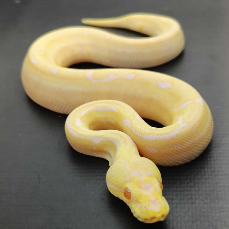 ⭐Pastel Albino Het Clown⭐