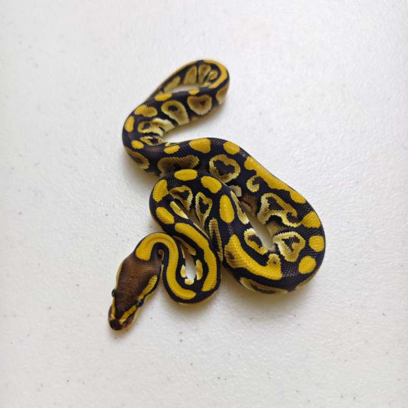 Mojave/Phantom het Clown male