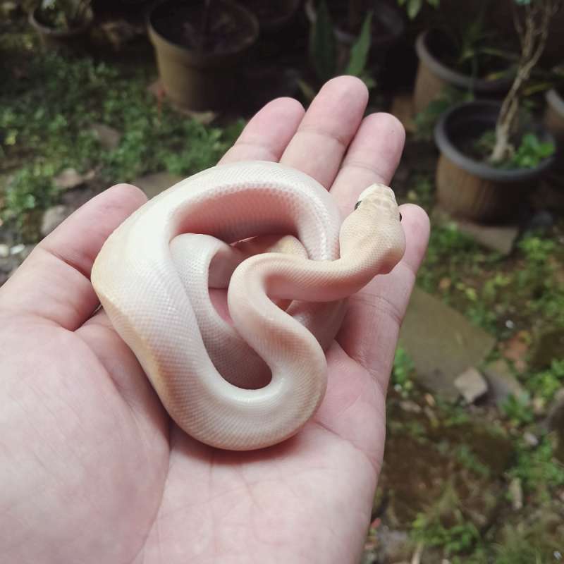 Ivory clown (rare items)