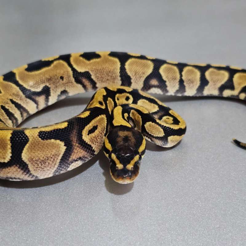 Yellowbelly het Pied +