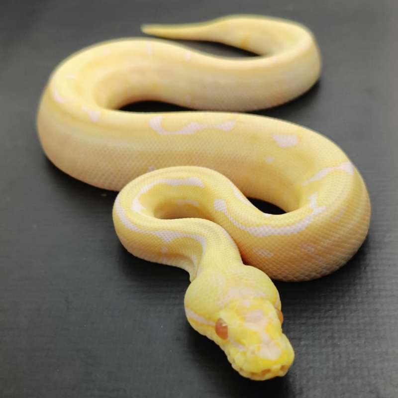 ⭐Spider Albino Het Pied⭐
