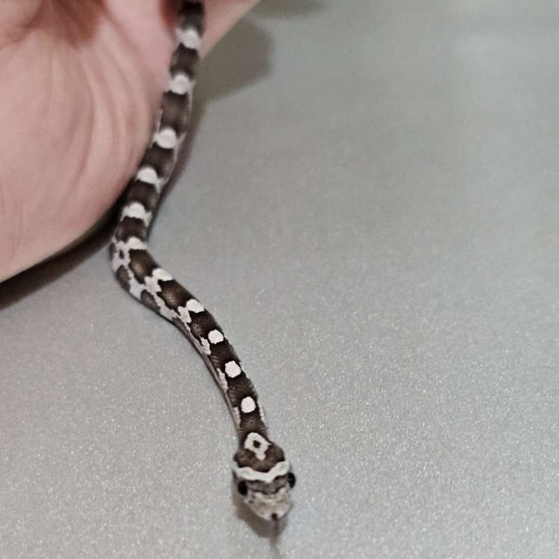 Cornsnake Anery Qh Amel Diffused Hypo Sunkissed