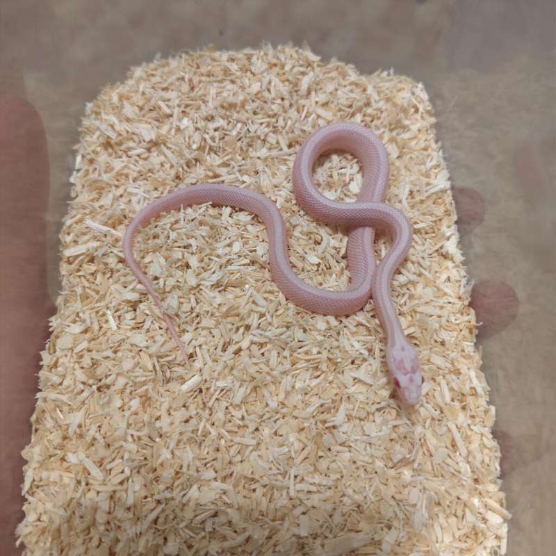 Cornsnake snow stripe