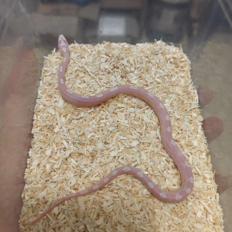 Cornsnake snow motley