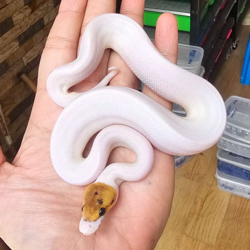 BUMBLEBEE PIED HET LAVENDER POSS HET CLOWN