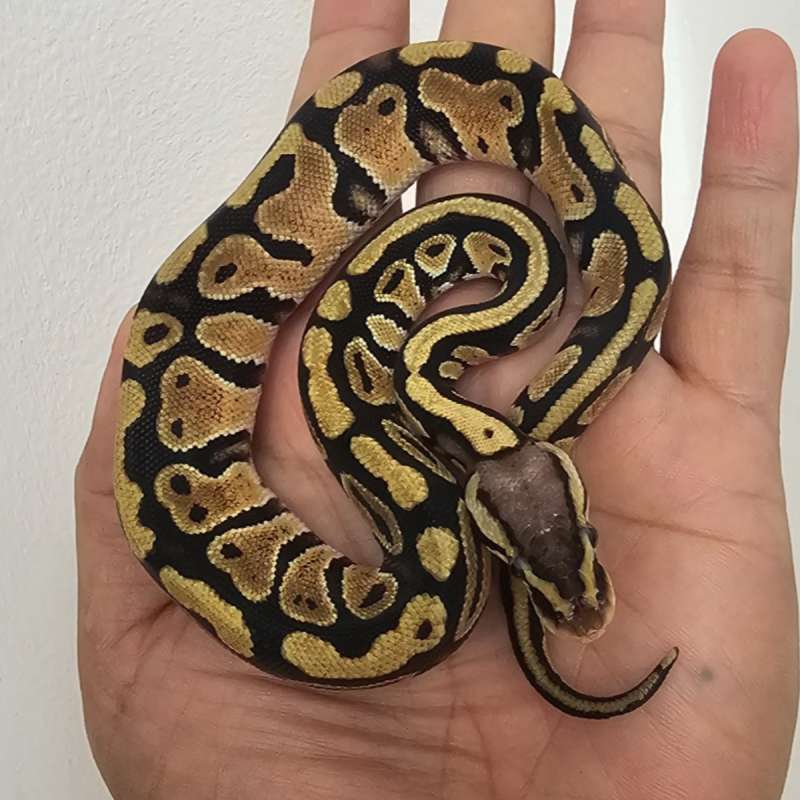 PASTEL DOUBLE HET PIED HYPO