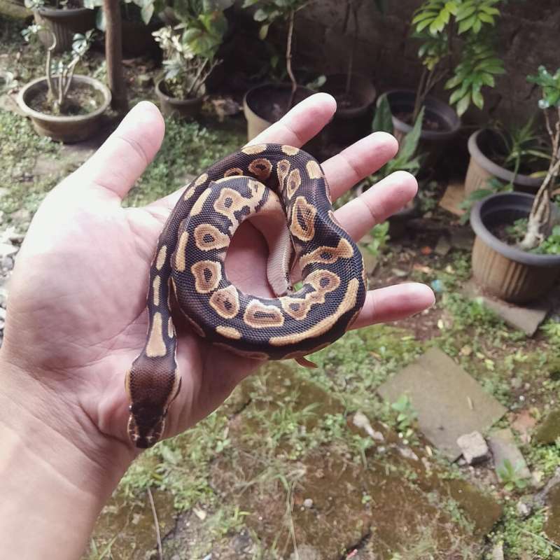 Black Pastel Orange Dream PH DG