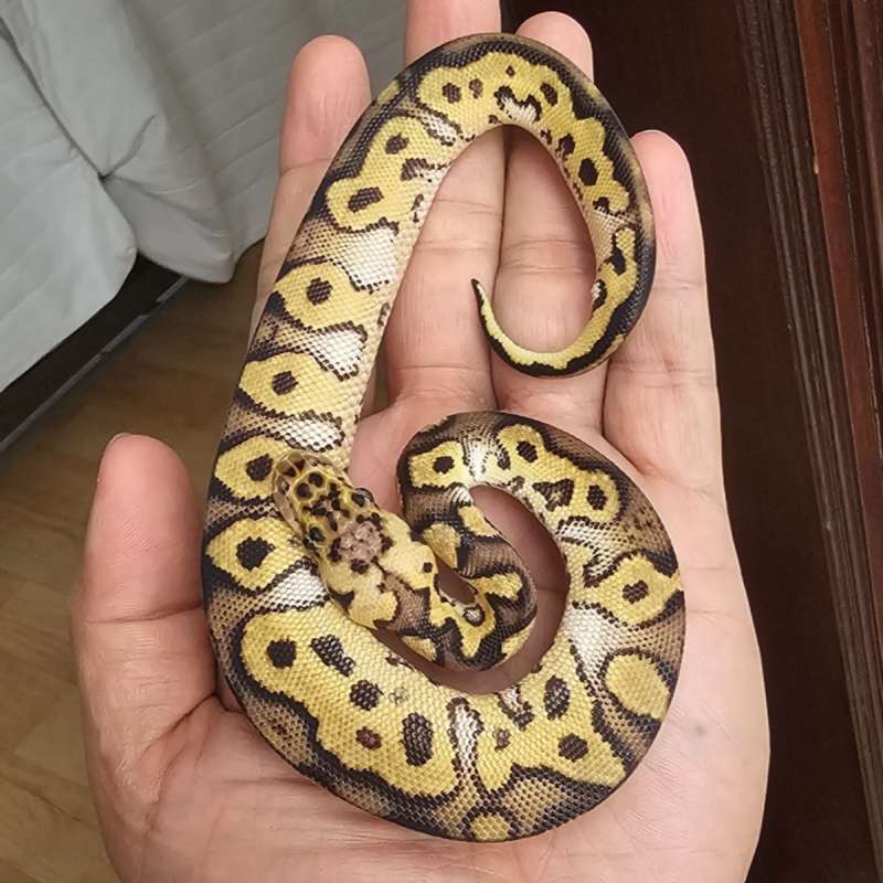 (HOLY GRAIL PROJECT) CLOWN PASTEL POSS YELLOW BELLY DOUBLE HET PIED LAVENDER