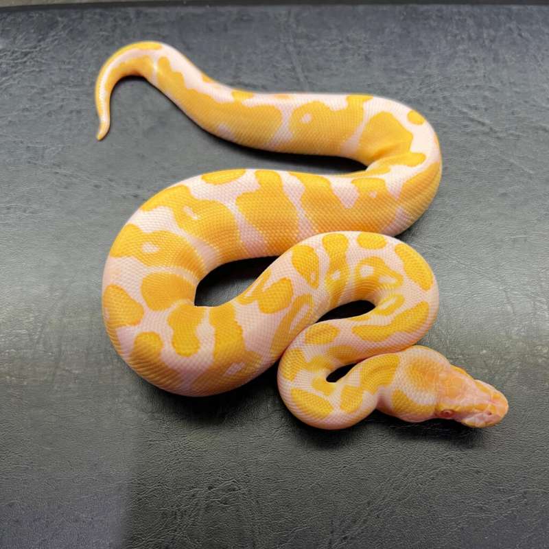 M Albino (Hi Contrast)