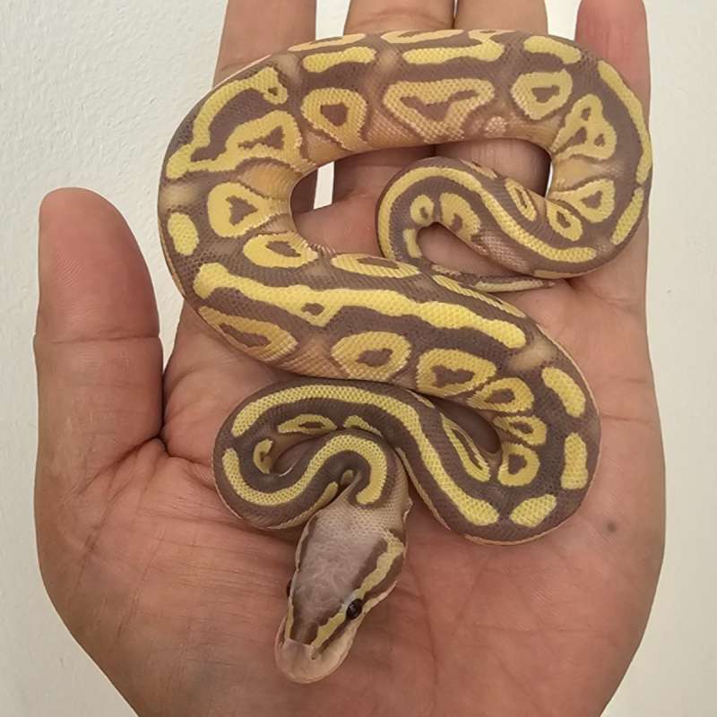MOJAVE BANANA POSS HET HYPO