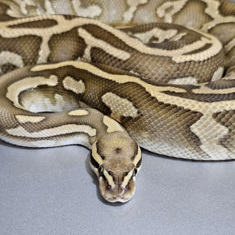 Leopard Lesser Yb het Clown +