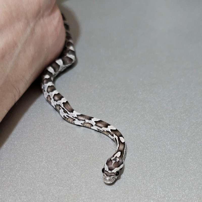 Cornsnake Anery +