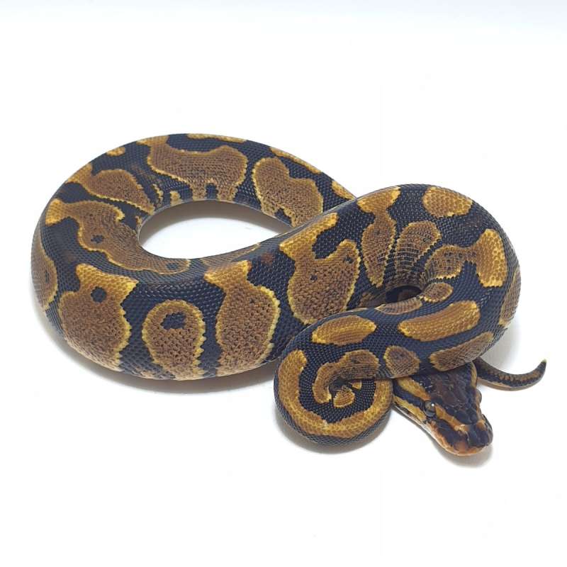 YELLOWBELLY HET CLOWN