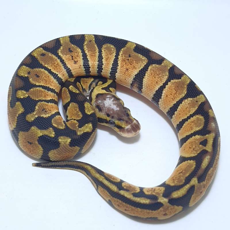 PASTEL HET CLOWN
