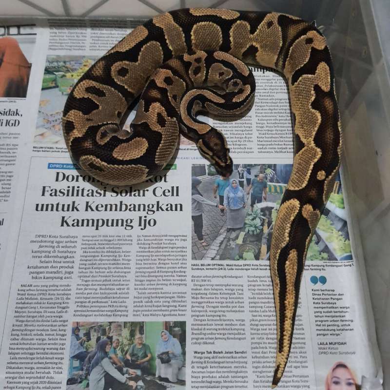 ORANGE DREAM SPARK HET PIED