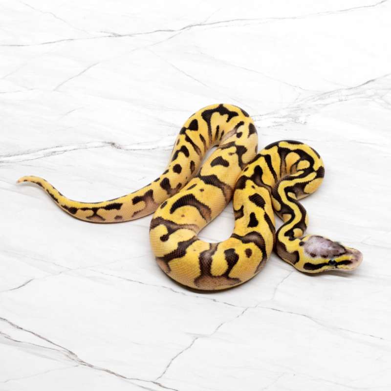 Mojave Enchi Super Pastel 66% DH Lavender Pied