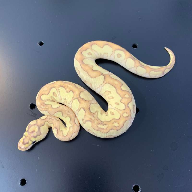 Banana Lesser Clown.