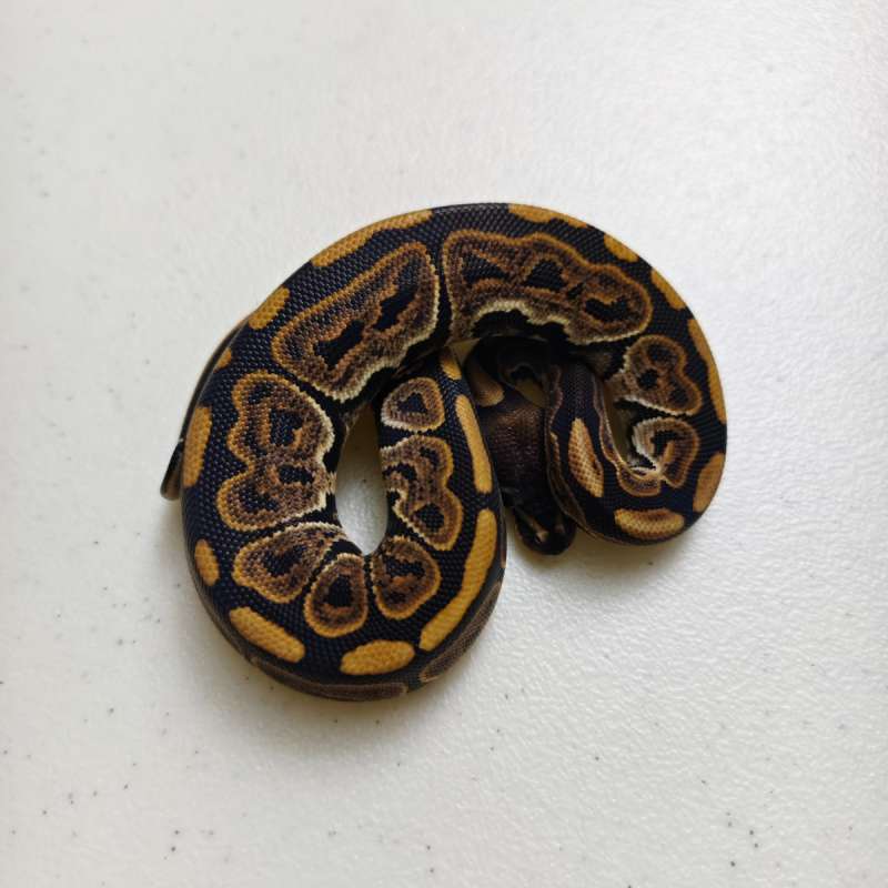 Black Pastel ph Grail Male