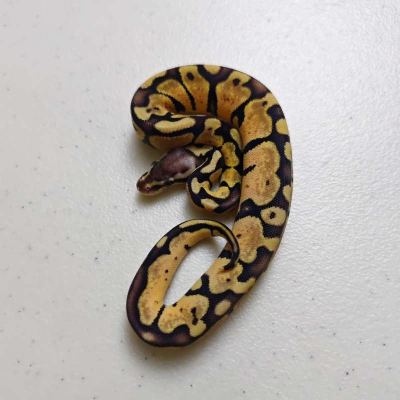 Pastel ph Pied Male