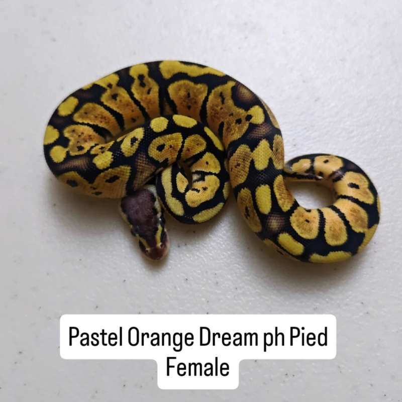 Pastel Orange Dream ph Pied Female
