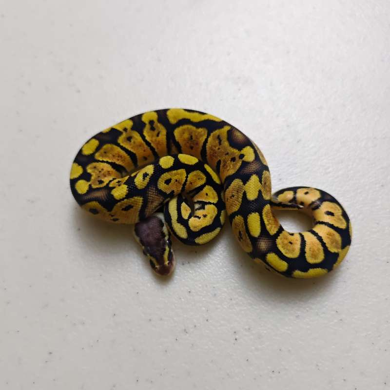 Pastel Orange Dream ph Pied Female