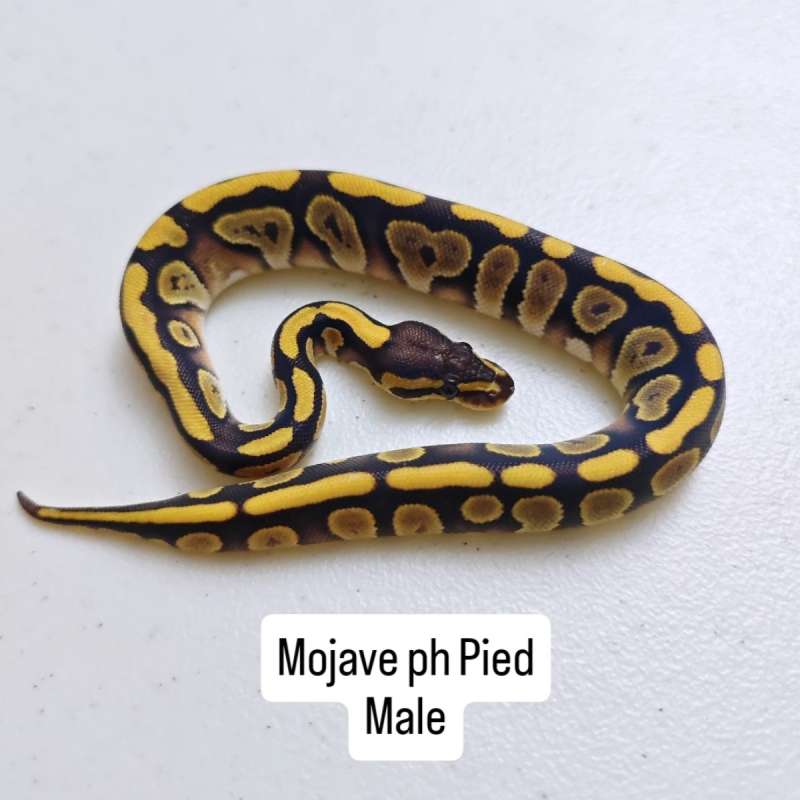 Mojave ph Pied Male